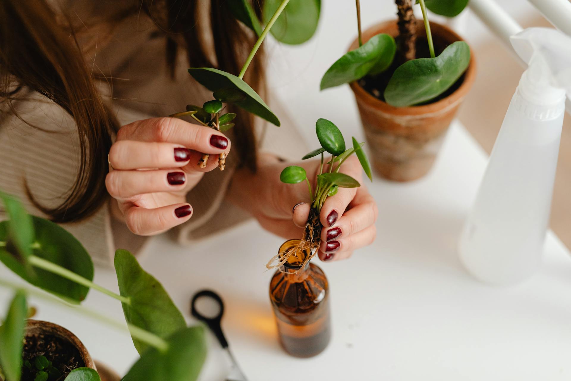 Les différentes techniques de bouturage à connaître