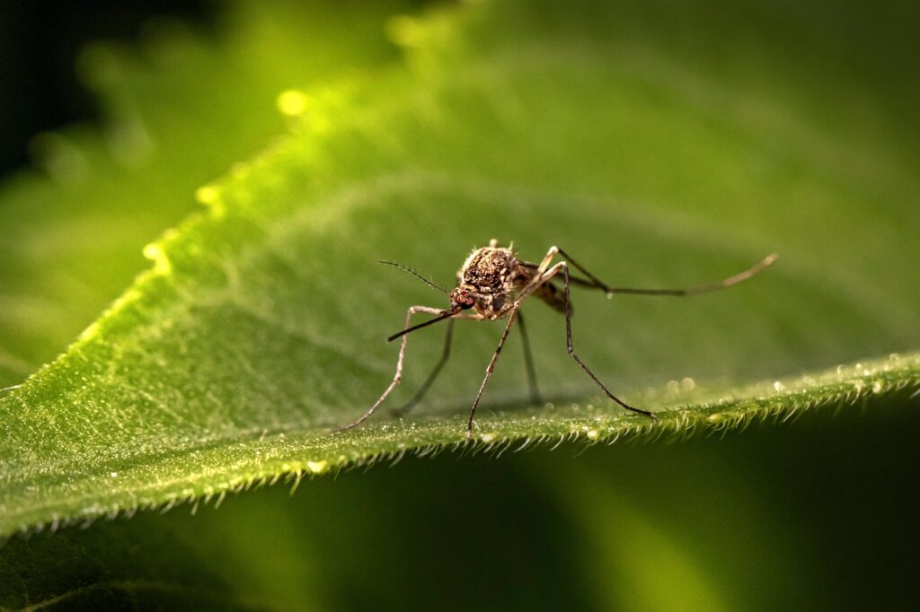 Moustiques dans le jardin : que faire pour s’en débarrasser efficacement ?