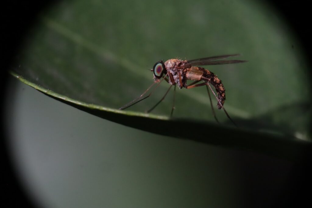Moustiques dans le jardin : que faire pour s’en débarrasser efficacement ?