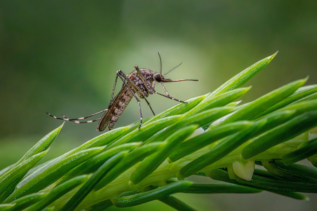 Moustiques dans le jardin : que faire pour s’en débarrasser efficacement ?
